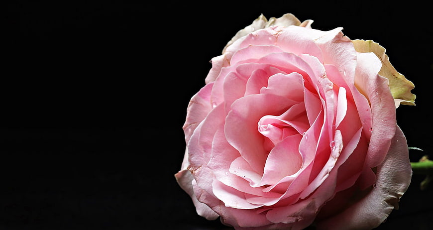 Pink Rose Close-Up on Black Background
