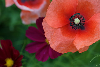 Close-up of vibrant orange poppy flower in garden