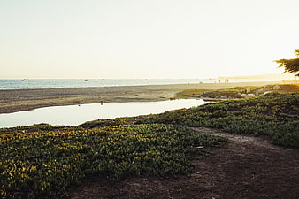 Serene coastal landscape with ice plant and ocean at sunset