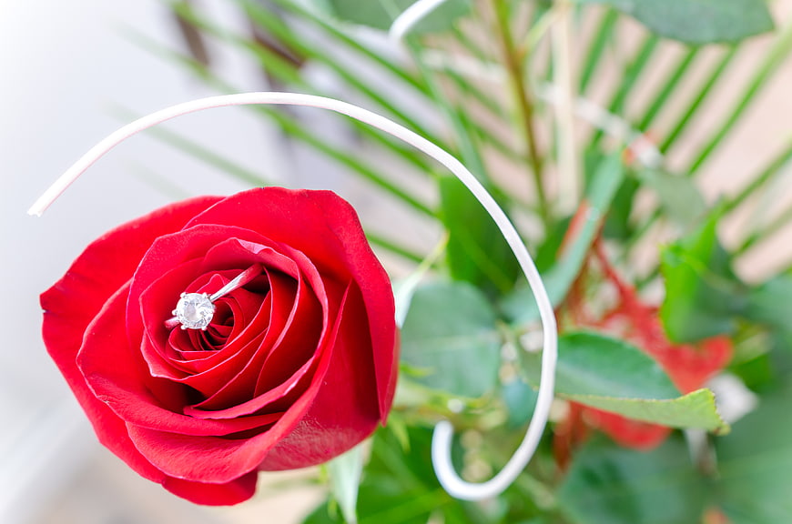 Red rose with diamond engagement ring close-up
