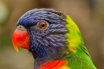 Close-up Portrait of a Rainbow Lorikeet with Blue and Green Feathers