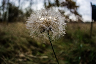 Close-up of a delicate dandelion seed head in a field