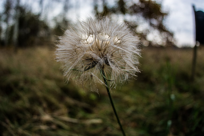 Close-up of a delicate dandelion seed head in a field
