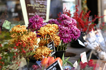 Colorful Chrysanthemums and Tulips in a Flower Shop Display