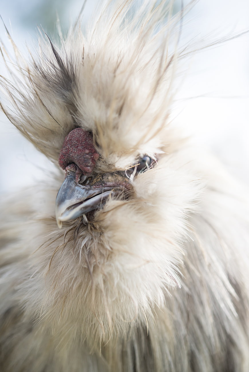 Close-up portrait of a Silkie chicken with fluffy white feathers