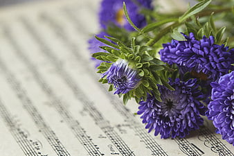 Purple Aster Flowers on Vintage Sheet Music Background