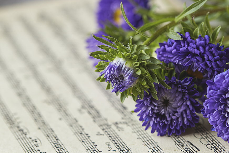 Purple Aster Flowers on Vintage Sheet Music Background