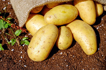 Fresh Yellow Potatoes Spilling from Burlap Sack on Soil