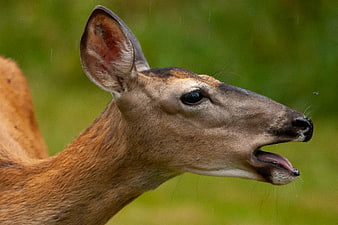 Close-up of a deer with mouth open in profile