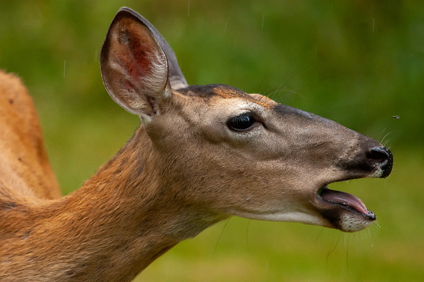 Close-up of a deer with mouth open in profile