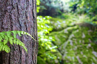 Close-up of tree bark with fern leaf in forest