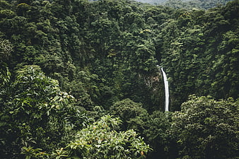 Tall waterfall cascading through dense tropical rainforest