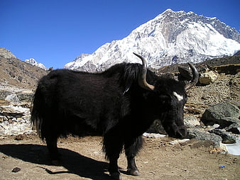 Black Yak Standing In Rocky Himalayan Landscape With Snowy Mountain Peak