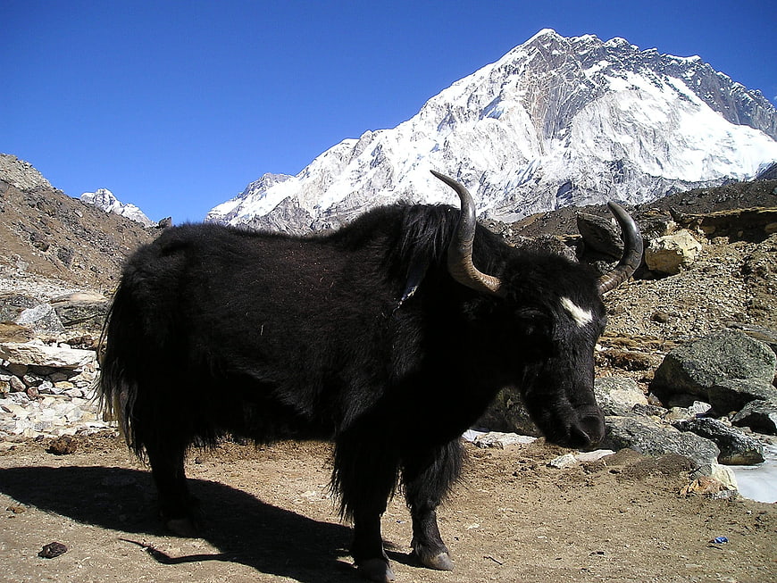 Black Yak Standing In Rocky Himalayan Landscape With Snowy Mountain Peak