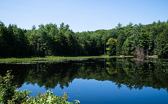 Serene forest lake with perfect tree reflections in calm water