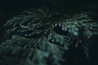 Dark moody macro of pine branch texture