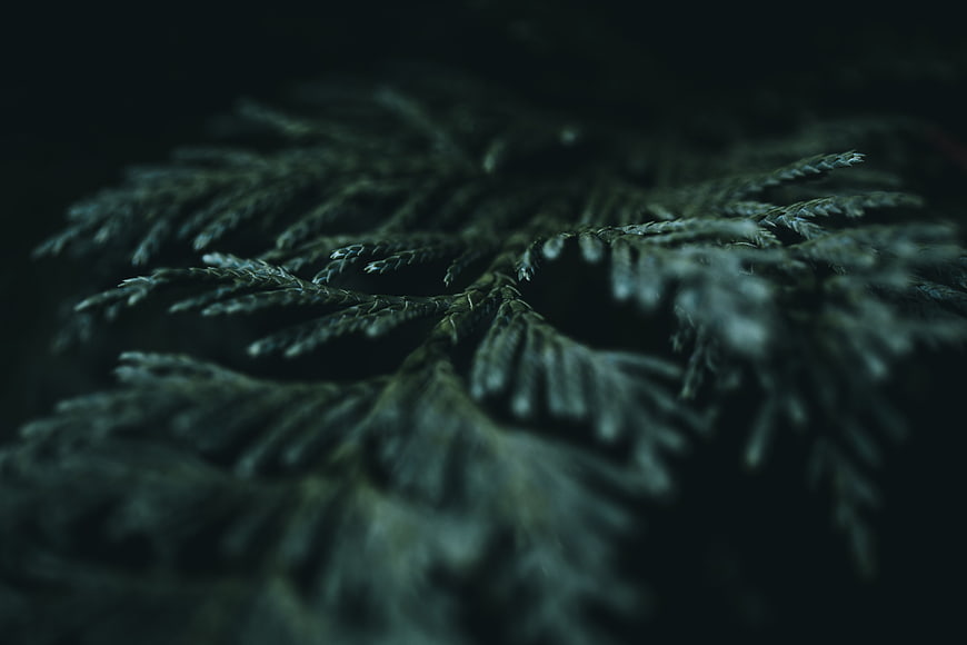 Dark moody macro of pine branch texture