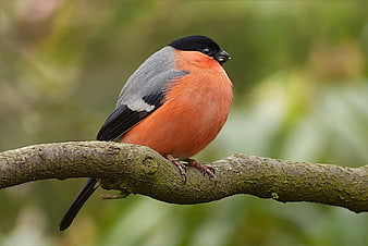 Male Bullfinch Perched on a Mossy Tree Branch