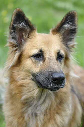 Close-up portrait of a brown and black dog outdoors
