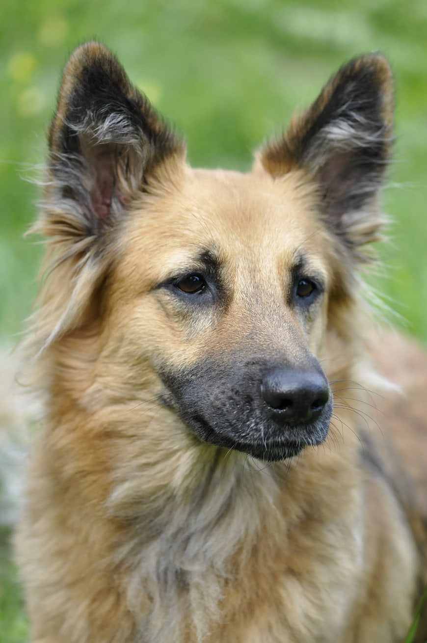 Close-up portrait of a brown and black dog outdoors