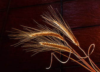 Dried Barley Stalks on Dark Wood Background
