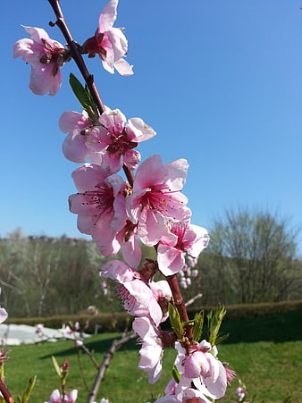 Pink Peach Blossoms on Branch Against Blue Sky