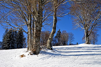 Snowy Winter Landscape with Bare Trees and Blue Sky