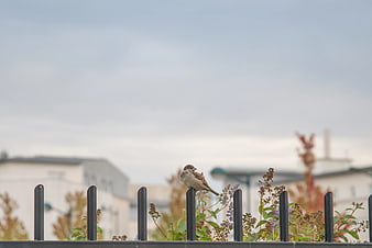 Small Brown Sparrow Perched on Black Metal Fence