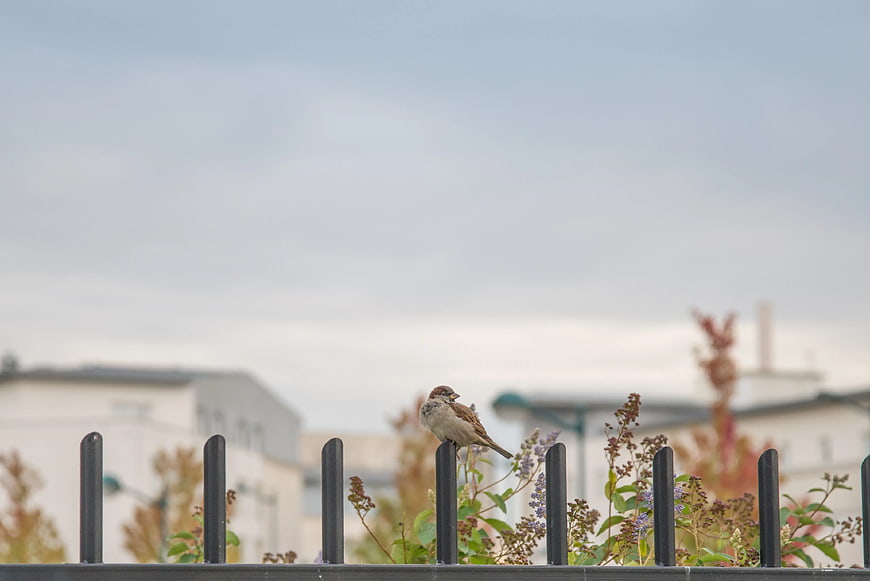 Small Brown Sparrow Perched on Black Metal Fence