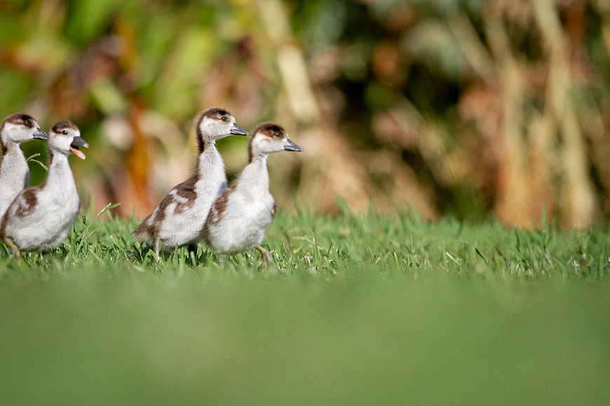Cute Egyptian Goose Goslings Walking in Green Grass