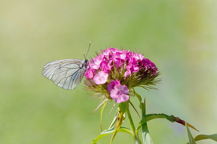 White Butterfly on Pink Dianthus Flower