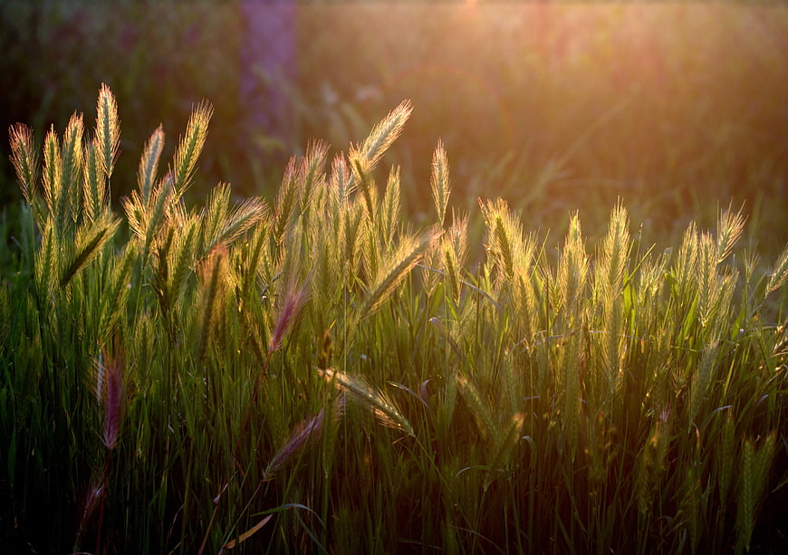 Golden sunlight illuminating tall green grass field