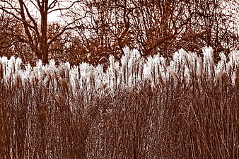 Sepia toned pampas grass with bright highlights and bare trees