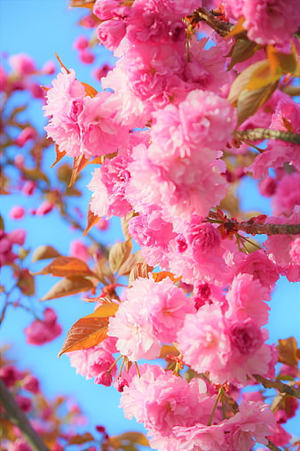 Vibrant Pink Cherry Blossoms Against Blue Sky