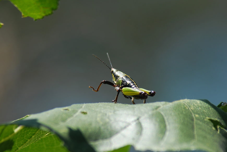 Green Grasshopper Perched on Leaf in Natural Light