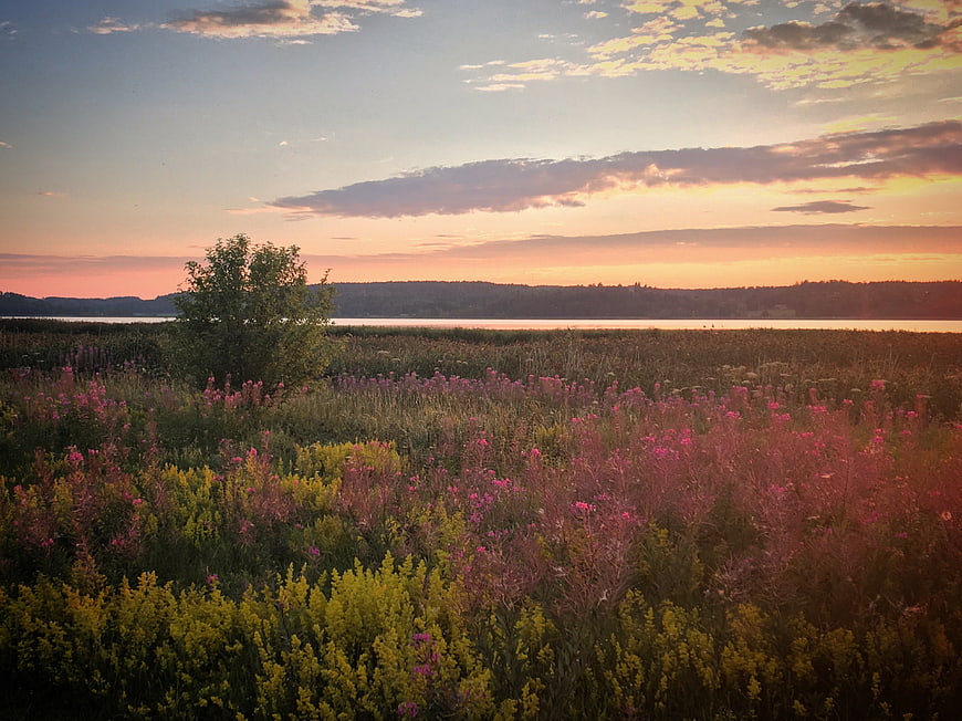 Wildflower Meadow at Sunset with Lake and Distant Hills
