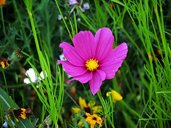 Vibrant Pink Cosmos Flower in Green Garden