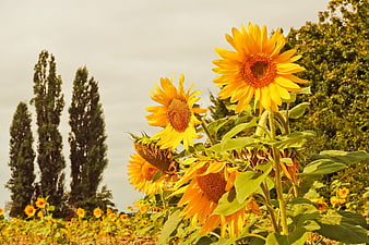 Vibrant Sunflowers In A Garden With Tall Cypresses