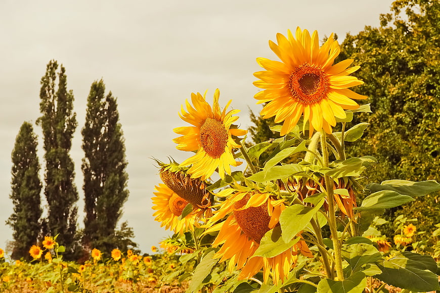 Vibrant Sunflowers In A Garden With Tall Cypresses