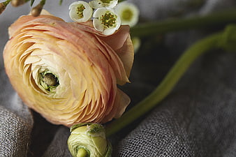 Close-up of Peach Ranunculus Flower on Textured Fabric