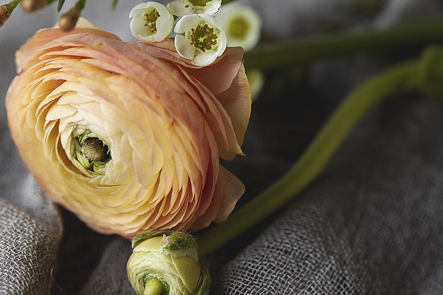 Close-up of Peach Ranunculus Flower on Textured Fabric