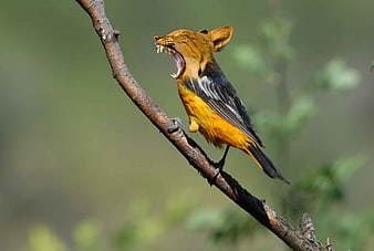 Digital Artwork of Hybrid Bird with Tiger Head on Branch