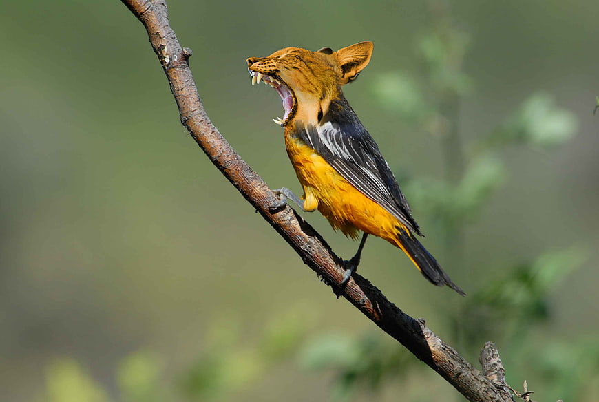 Digital Artwork of Hybrid Bird with Tiger Head on Branch