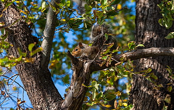 Gray squirrel perched on tree branch in autumn forest