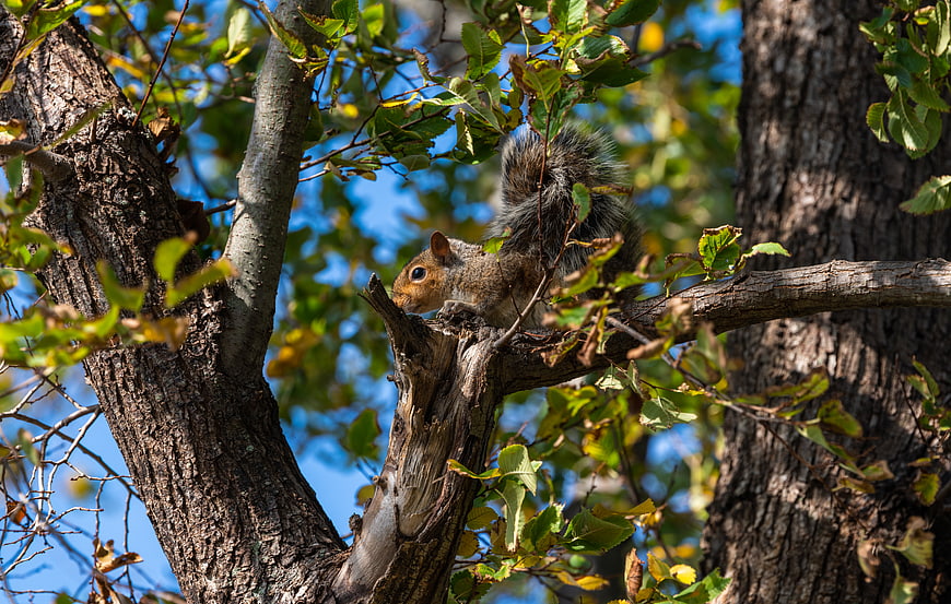 Gray squirrel perched on tree branch in autumn forest