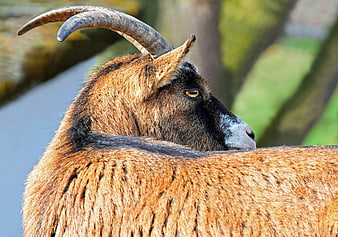 Close-up of a brown goat with curved horns looking back