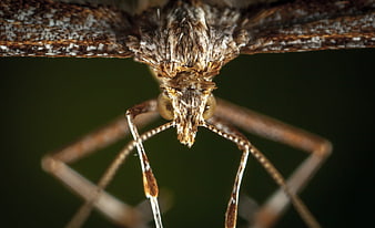 Macro Close-Up of Moth Head and Antennae