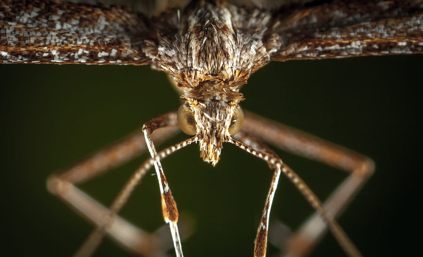 Macro Close-Up of Moth Head and Antennae