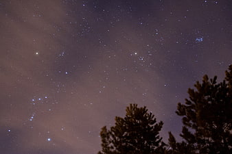 Starry Night Sky with Pine Trees Silhouette