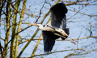 Grey Heron Flying in Flight Against Blue Sky